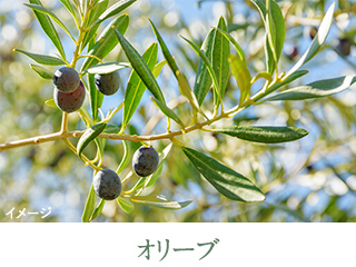 オリーブ