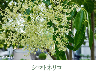 シマトネリコ 