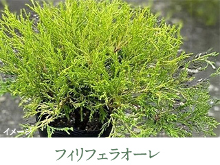 フィリフェラオーレ 