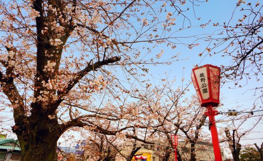 🌸枚方さくら情報①『牧野公園』