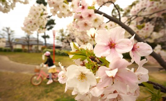 🌸枚方さくら情報②『北山公園・車谷公園』