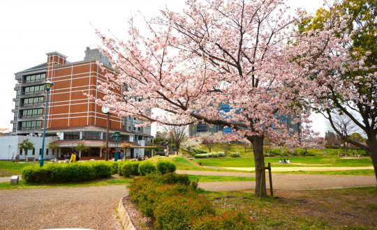 🌸枚方さくら情報③『車塚公園』