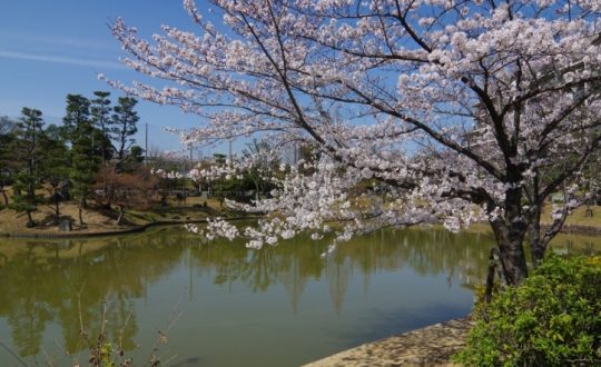 🌸枚方さくら情報④『香里ヶ丘・以楽公園』