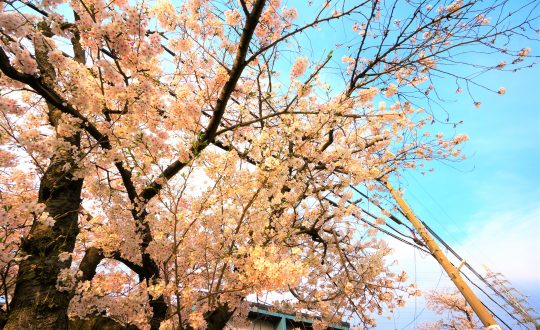 🌸枚方さくら情報⑥『津田駅周辺』