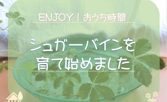シュガーバインを育て始めました★